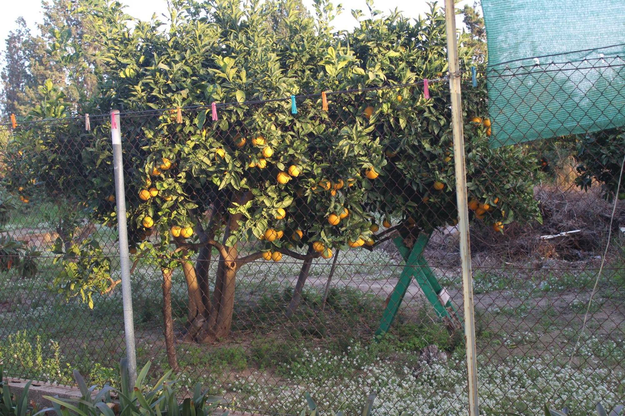 Casa Celidonia , Plage De Oliva Ngoại thất bức ảnh